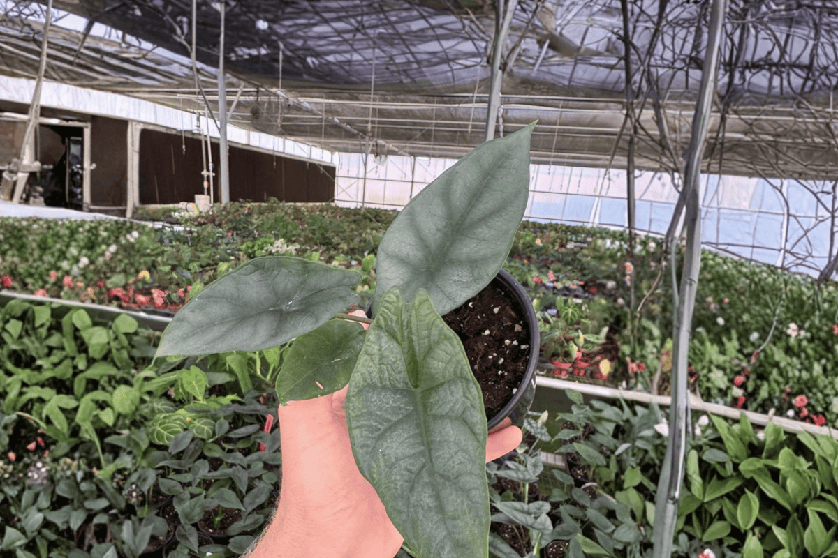 Alocasia 'Silver Wings' Live Plant Pair (Scalprum × Silver Dragon) in 4" Pots