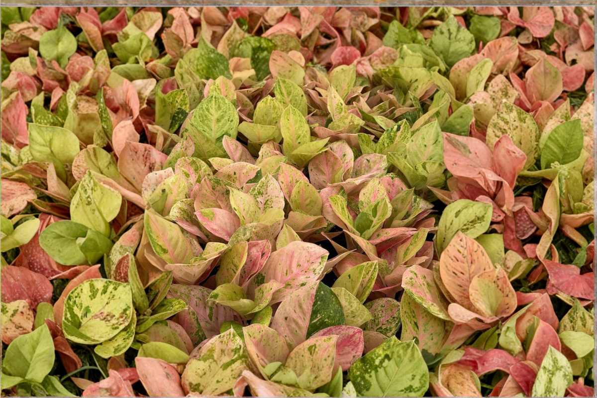 Aglaonema Pink Emerald Live Plant - 2 Inch Pot Starter Houseplant
