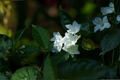 Crape Jasmine Live Plant in 4-Inch Pot | Tabernaemontana divaricata