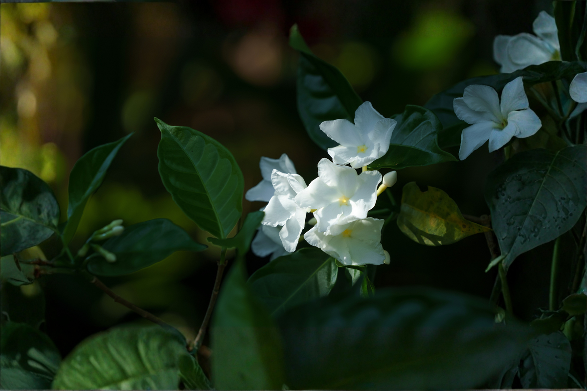 Crape Jasmine Live Plant in 4-Inch Pot | Tabernaemontana divaricata