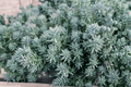 Blue Spruce Stonecrop Sedum reflexum 'Blue Spruce' – 1 Live Plant in 4-Inch Pot