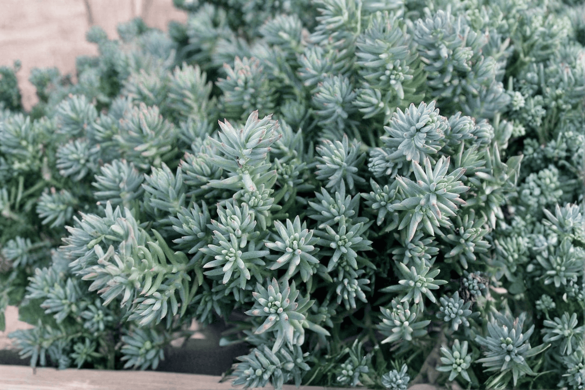 Blue Spruce Stonecrop Sedum reflexum 'Blue Spruce' – 1 Live Plant in 4-Inch Pot