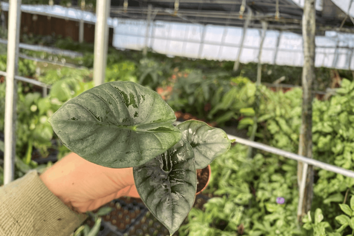 Alocasia nebula ‘Imperialis’ Starter Plants (2) in 2-inch Pots - Epiphytic Aroid