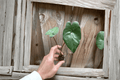 Alocasia Plumbae Metallica Starter Plants (2) Bare Root | Tropical Rhizomatous Houseplant