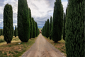 Italian Cypress Live Starter Plant – 15–20 in, 4-Inch Pot | Cupressus sempervirens