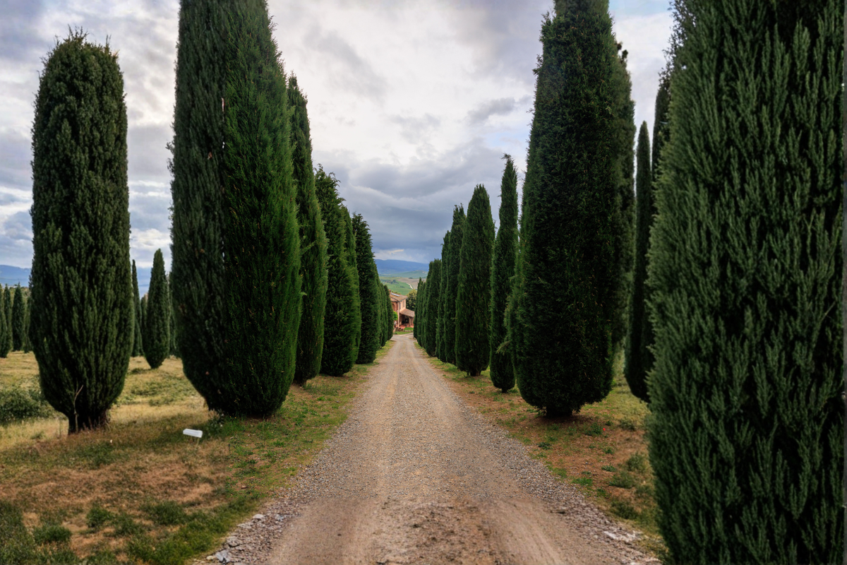 Italian Cypress Live Starter Plant – 15–20 in, 4-Inch Pot | Cupressus sempervirens