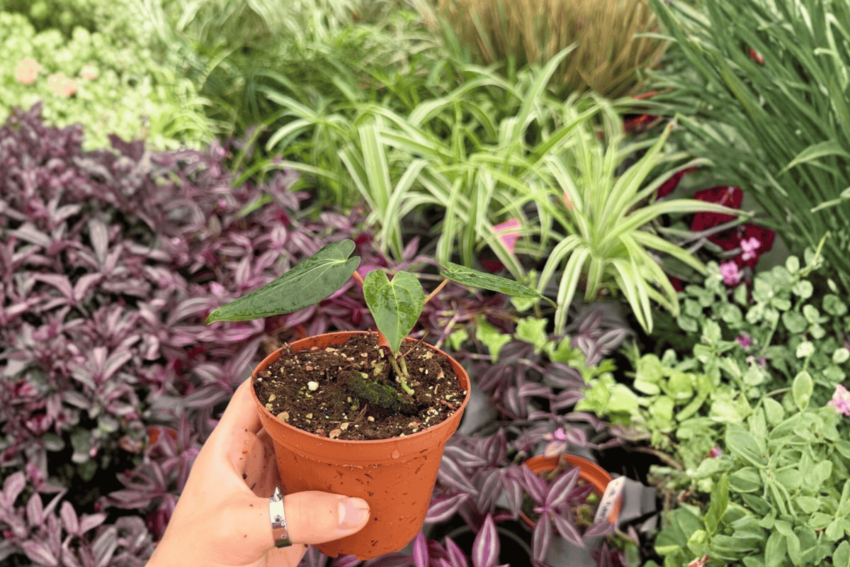 Anthurium FS x Blue Papi - 2 Exact Plants in 4" Pot (Fort Sherman x Blue Papi)