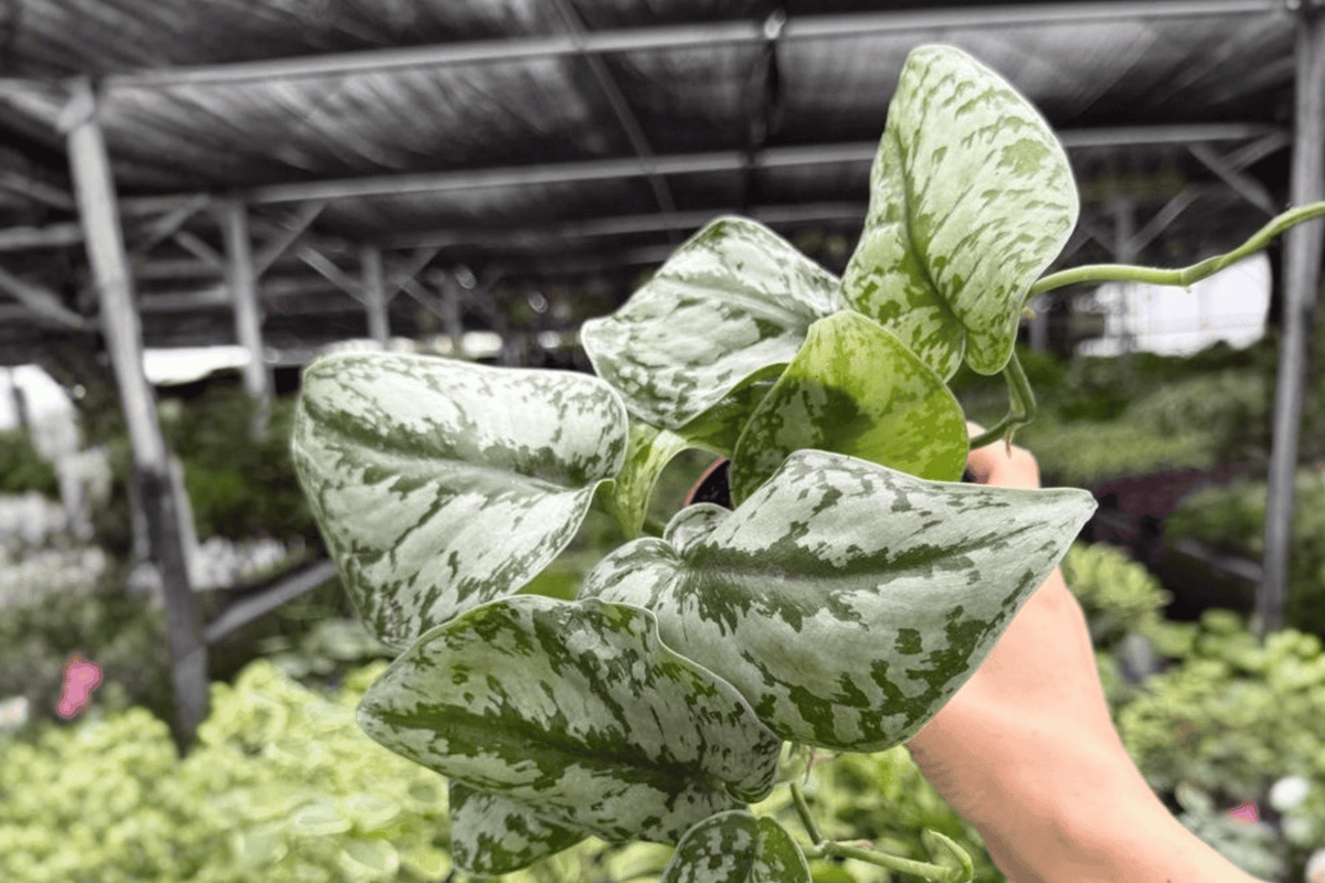 Scindapsus Exotica (Exotica Pictus) - 2 Live Plants in 4-Inch Pots