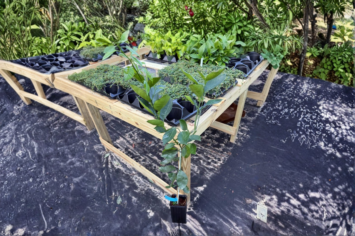 Washington Navel Orange Tree - Grafted Citrus Live Plant