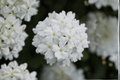 Vanessa White Garden Verbena Live Plant - 4-Inch Pot (Verbena × hortensis 'Vanessa White')