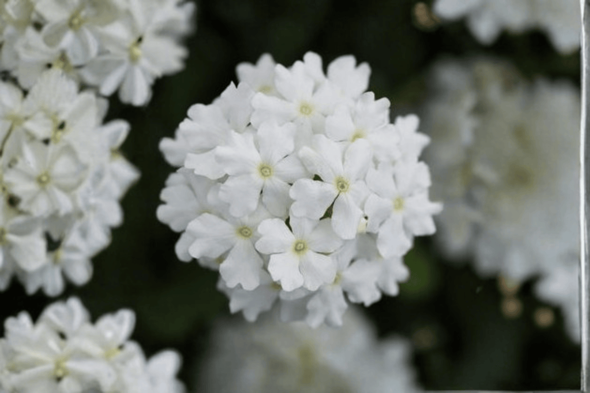 Vanessa White Garden Verbena Live Plant - 4-Inch Pot (Verbena × hortensis 'Vanessa White')