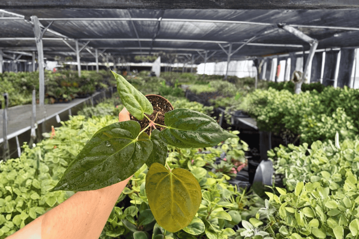 Anthurium Goliath x Darkest Panama 2 Live Plants in 4-Inch Pots