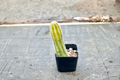 Variegated Peanut Cactus Live Plant in 2 Inch Pot | Echinopsis chamaecereus