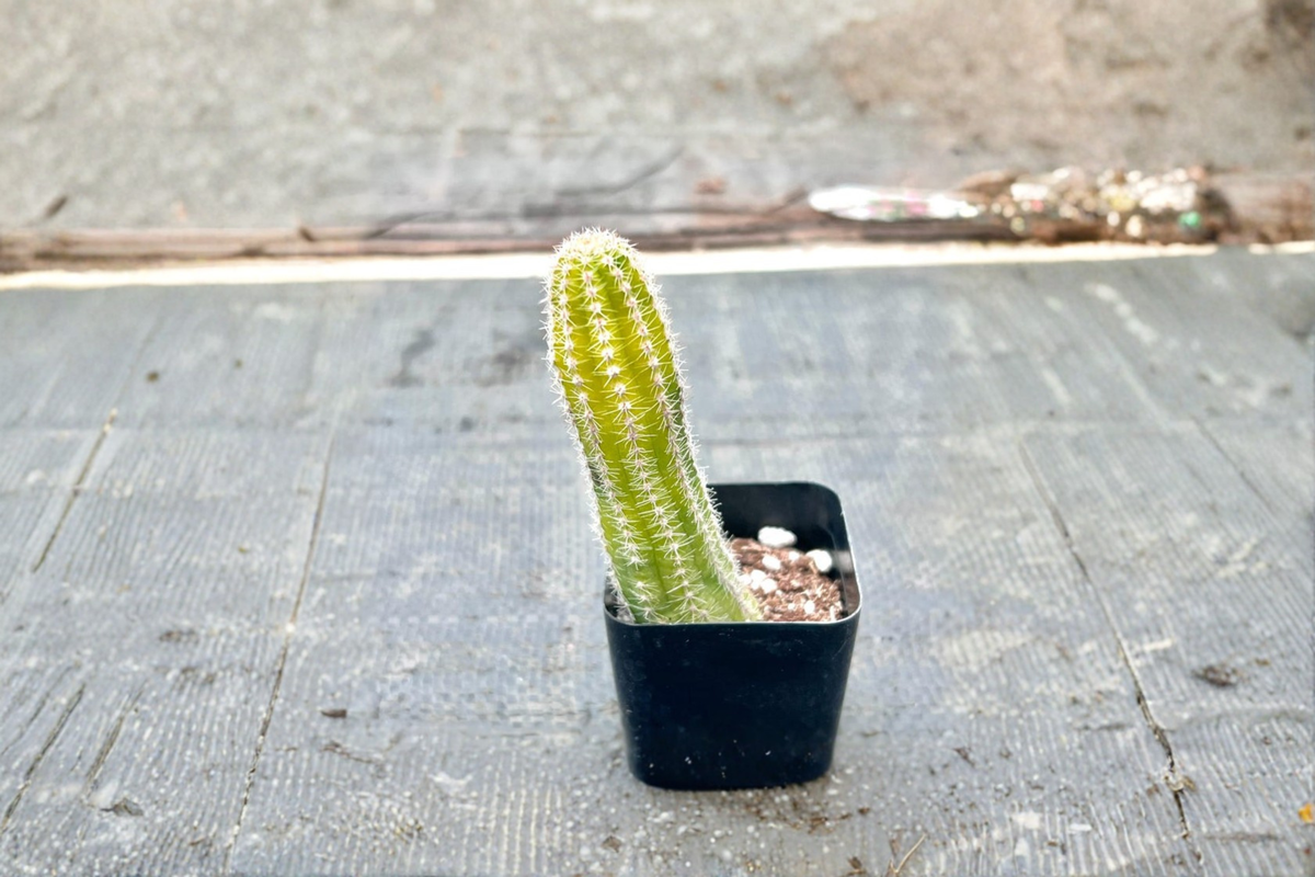 Variegated Peanut Cactus Live Plant in 2 Inch Pot | Echinopsis chamaecereus