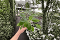 Philodendron Burle Marx Live Starter Plants - 2 Bare Root
