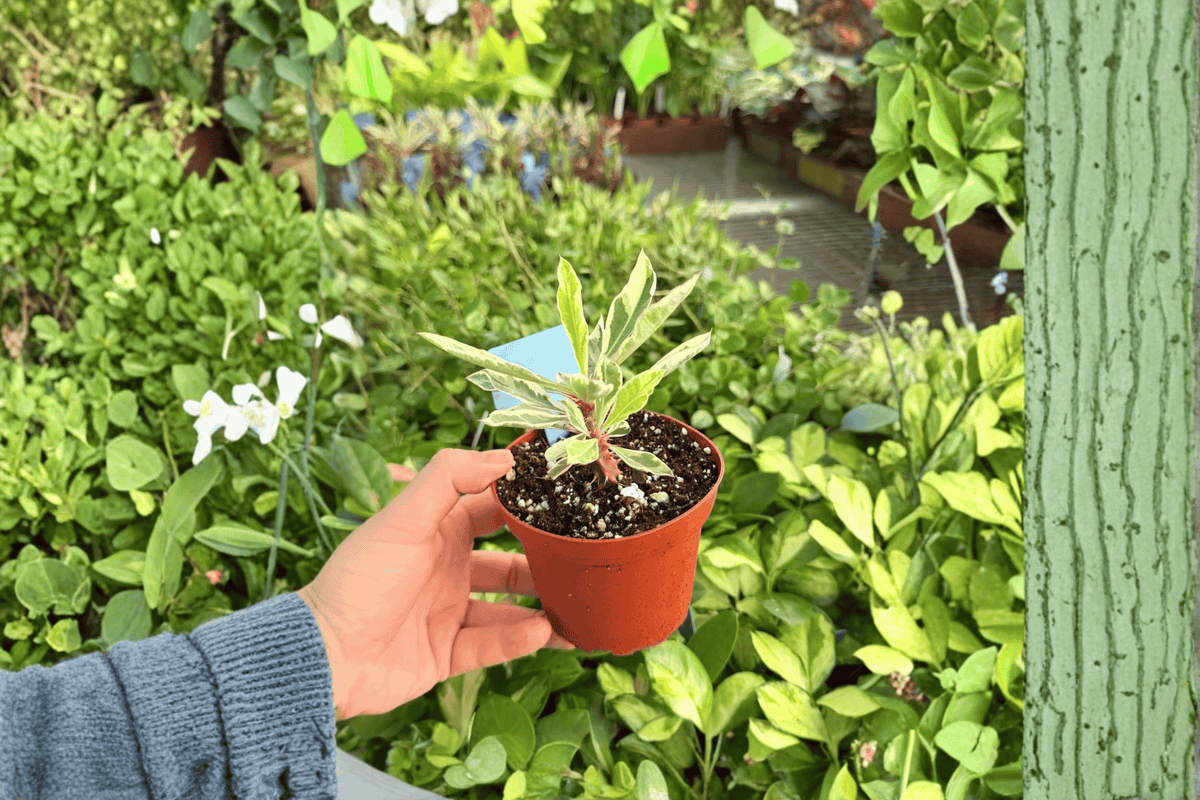 Variegated Crown of Thorns - 2 Live Plants in 4-Inch Pots | Euphorbia milii