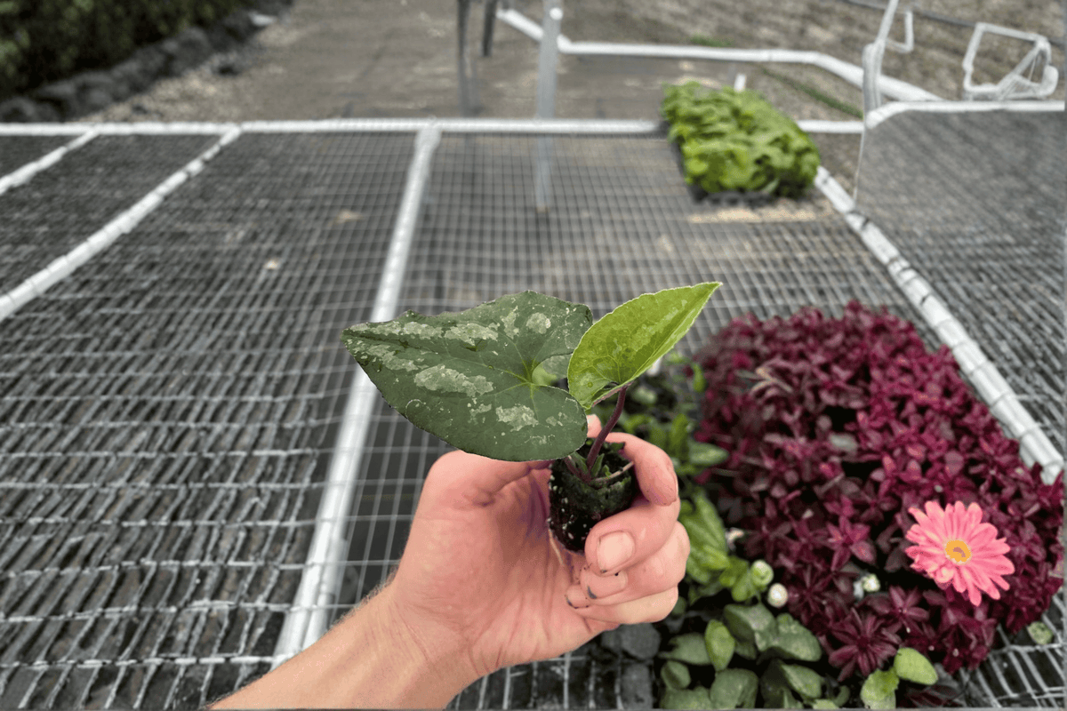 Asarum splendens 'Quicksilver' Starter Plants (2) Bare Root