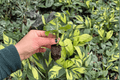 Calathea Orbifolia Goeppertia orbifolia - 2 Live Starter Plants, Soil Pod