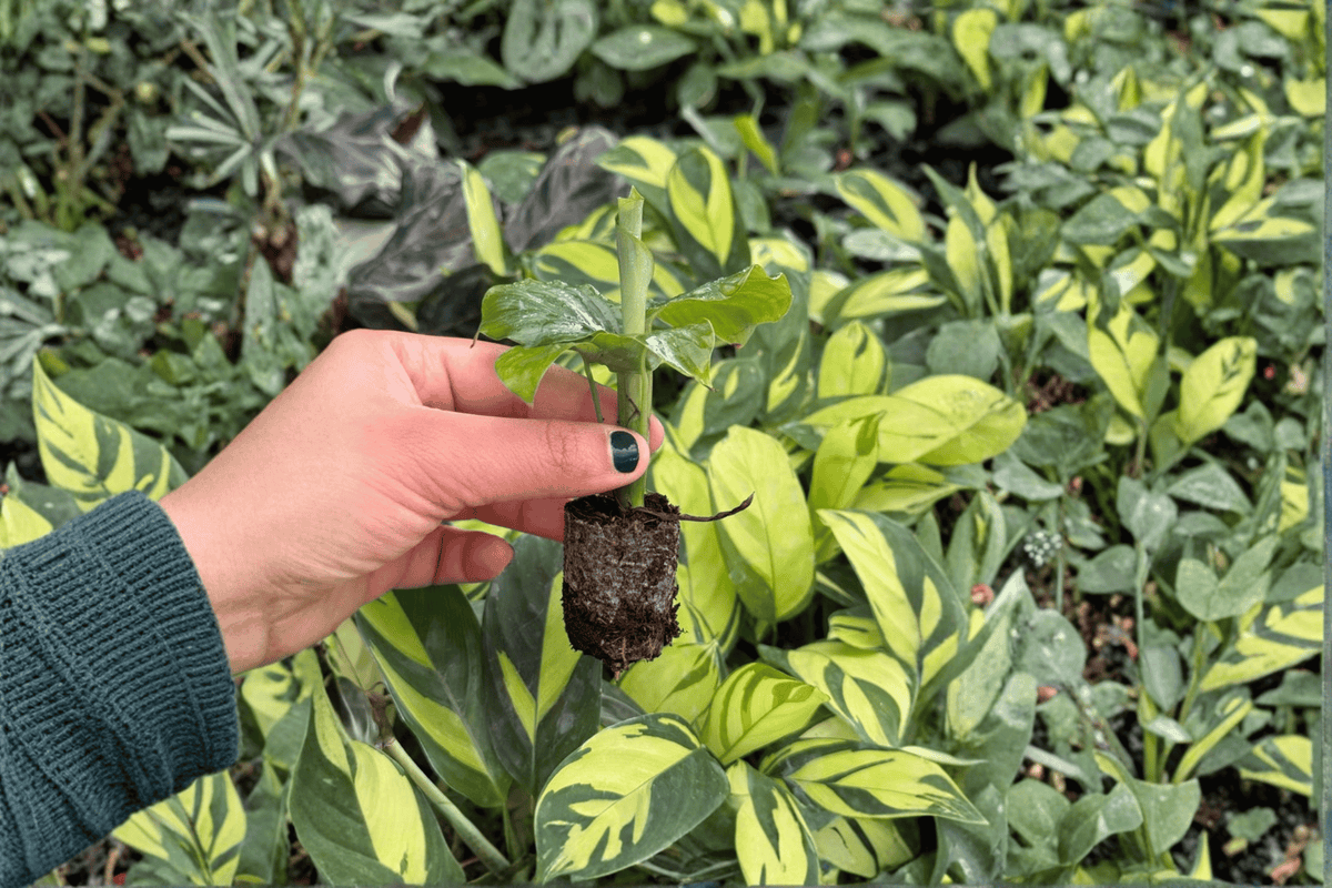 Calathea Orbifolia Goeppertia orbifolia - 2 Live Starter Plants, Soil Pod