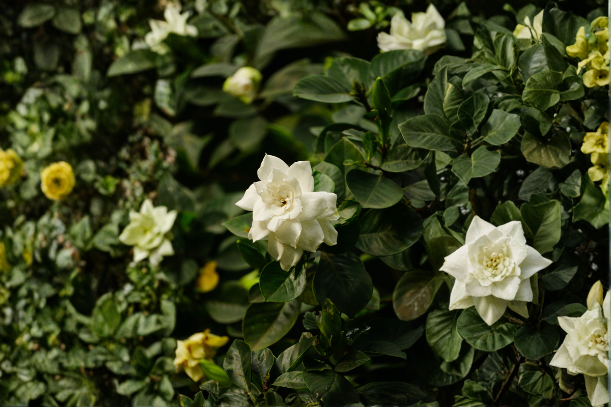 Mini Gardenia Tree Live Plant in 6-Inch Pot Gardenia jasminoides