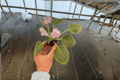 Amour Elite African Violet Starter Plants (2) | Streptocarpus ionanthus ‘Amour Elite’