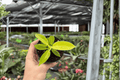 Philodendron Imperial Golden - 2 Live Starter Plants (Bare Root, 2-Inch Pot Size)
