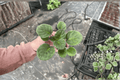 Lyon’s Private Dancer African Violet Streptocarpus ionanthus - 2 Starter Live Plants
