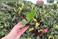 Philodendron Thai Congo 2 Starter Live Plants – 2-Inch Cultivation Size, Bare Root