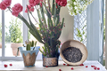 Purple Leaf Euphorbia Trigona African Milk Tree Cuttings - 2 Unrooted 4–6 Inch