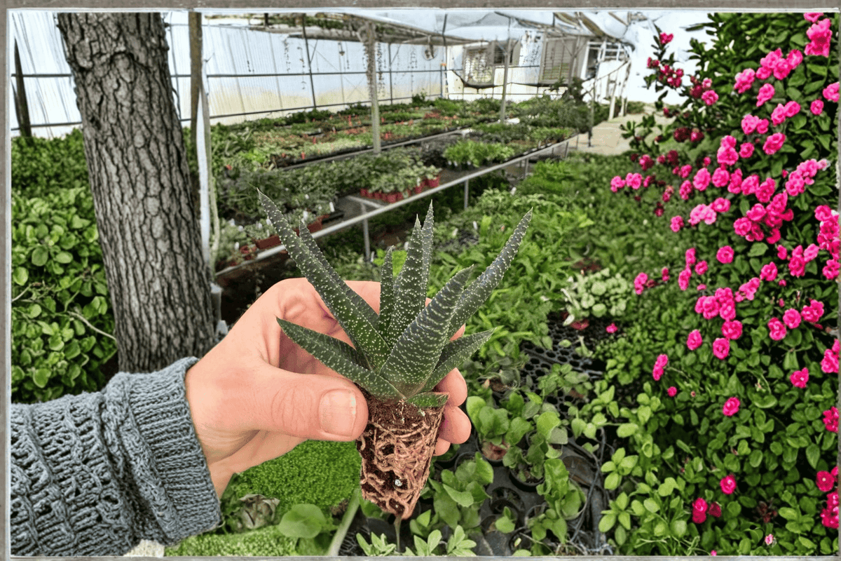 Haworthia Royal Highness Starter Plants – 2 Bare Root Plants