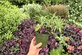 Anthurium Subsignatum x Regale Hybrid - 2 Exact 4-Inch Pots (Live Plants)