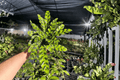 Calathea Lancifolia 'Rattlesnake' Live Plants — 2 plants in 4-inch pots (Goeppertia insignis)