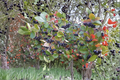 Purple Chokeberry Live Plant – Aronia × prunifolia, 1 Gallon Pot