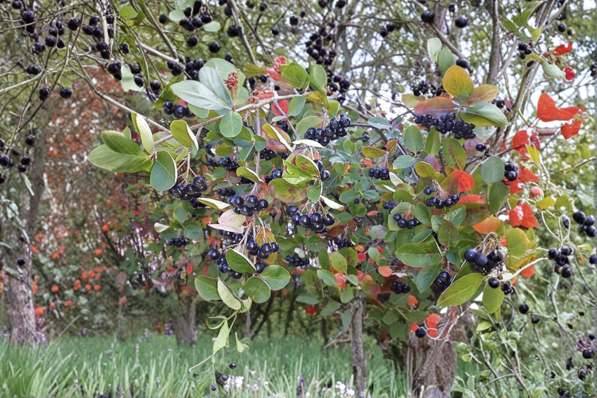 Purple Chokeberry Live Plant – Aronia × prunifolia, 1 Gallon Pot