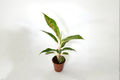Aglaonema Night Sparkle Live Plant - 2 Inch Pot, Indoor Tropical Foliage