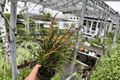 Picasso's Paintbrush Croton Live Plant - 2 Bare Root Plants, Codiaeum variegatum 'Picasso's Paintbrush'