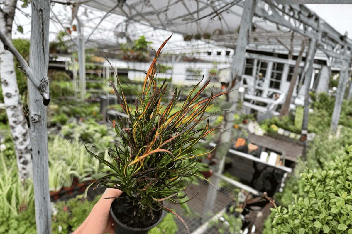 Picasso's Paintbrush Croton Live Plant - 2 Bare Root Plants, Codiaeum variegatum 'Picasso's Paintbrush'