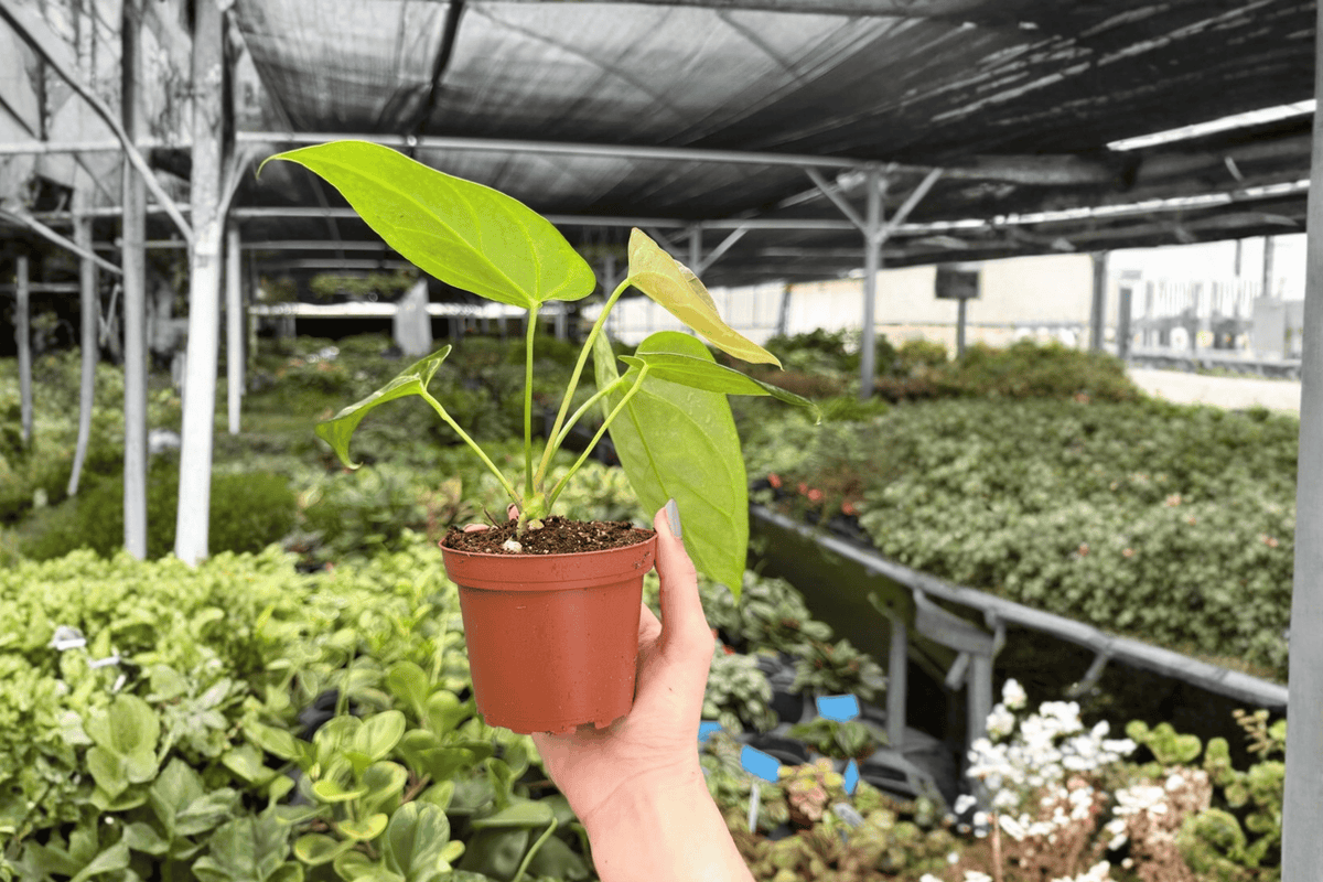Anthurium Crystal x Papi Golden 2 Live Plants - 4-Inch Pots (Exact Plants)