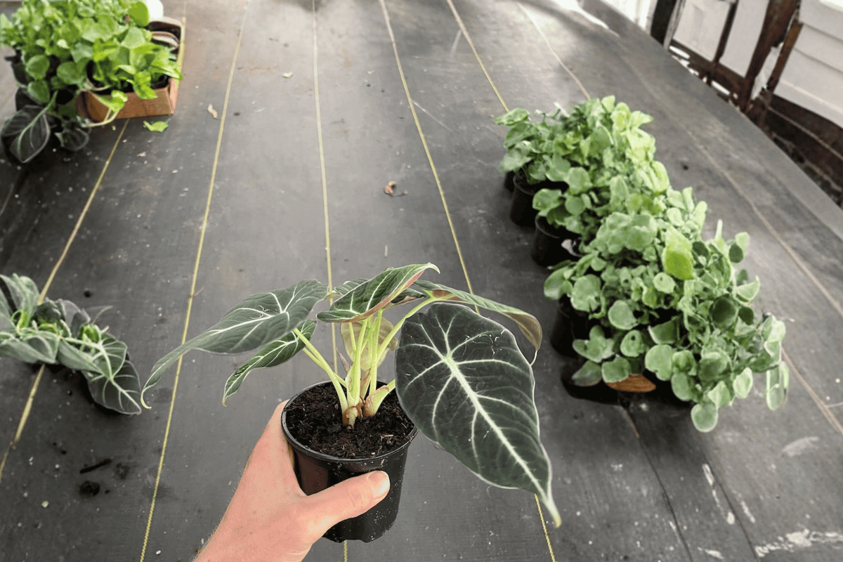 Alocasia reginula 'Black Velvet' Live Plants - 2 in 4-Inch Pots