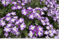 Hurricane Blue Verbena Live Plant - 4-Inch Pot