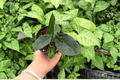 Alocasia Dragon Wings (Dragon Scale × Scalprum) Live Plants - 2 in 4-Inch Pots