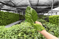 Variegated Rhaphidophora puberula Starter Plants – 2 Live Plants in Growing Plugs