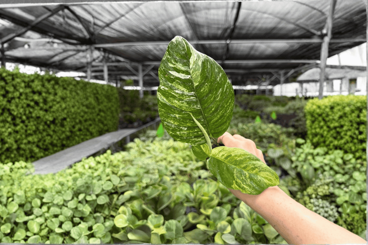 Variegated Rhaphidophora puberula Starter Plants – 2 Live Plants in Growing Plugs