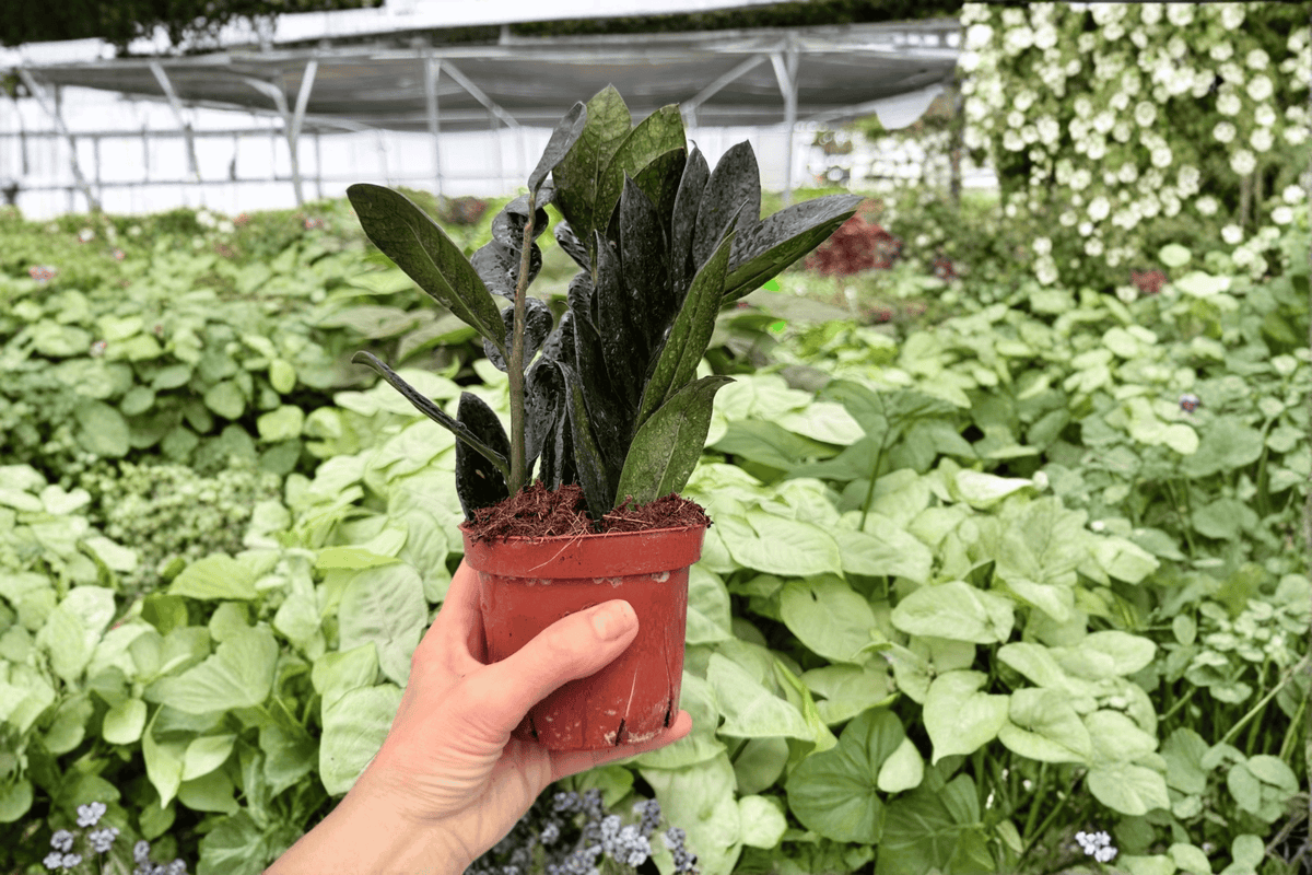 ZZ Black Queen (Zamioculcas zamiifolia 'Black Queen') - 2 Live Plants in 4-Inch Pots