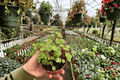 Variegated Peperomia Meridana — 2 Live Plants in 4-Inch Pots (Fully Established Roots)