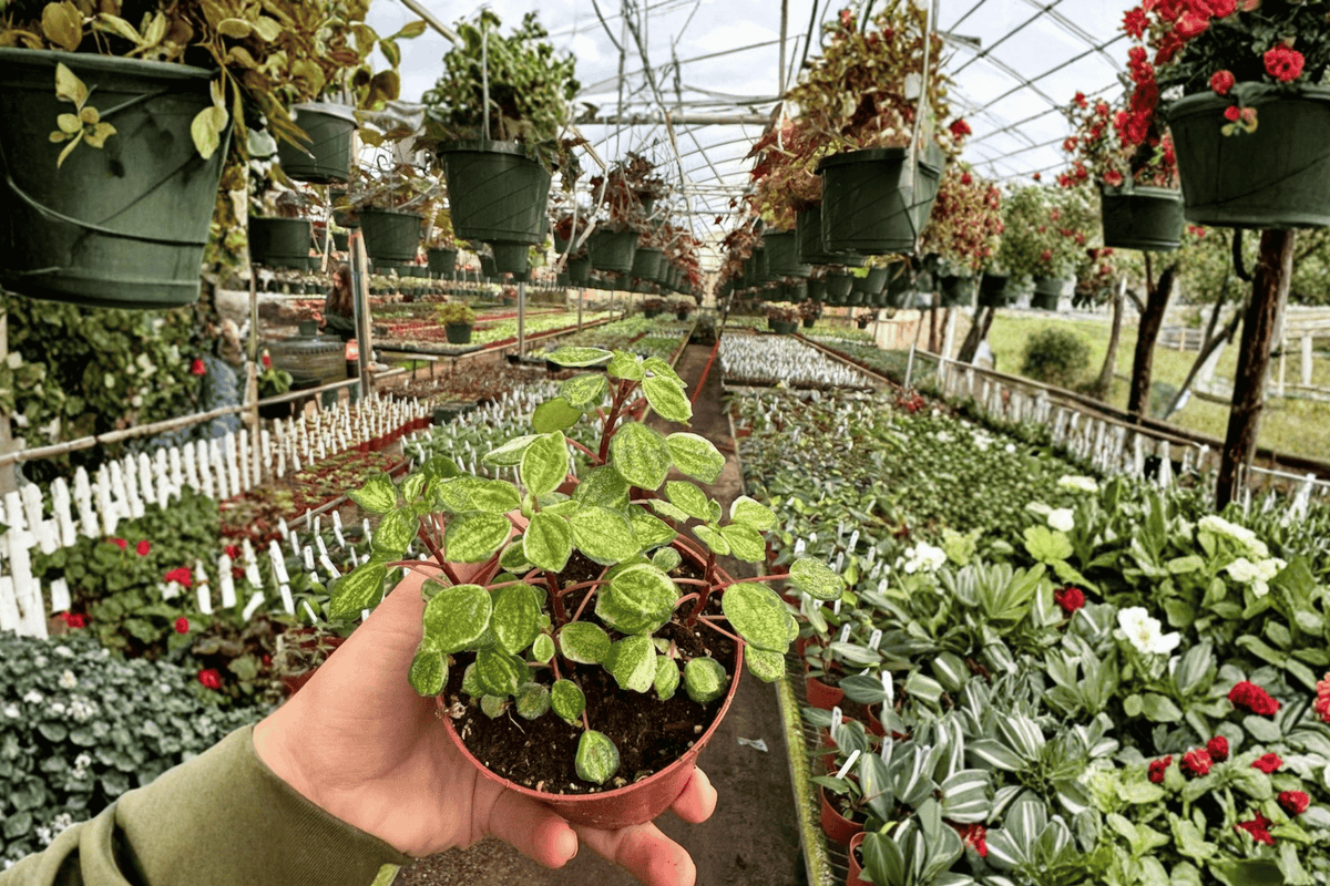 Variegated Peperomia Meridana — 2 Live Plants in 4-Inch Pots (Fully Established Roots)