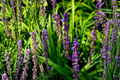 Liriope Monkey Grass Rooted Starter Plants – 3 Live Starter Plants