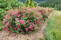Double Play Doozie Spiraea japonica - Live 4" Pot Starter Plant