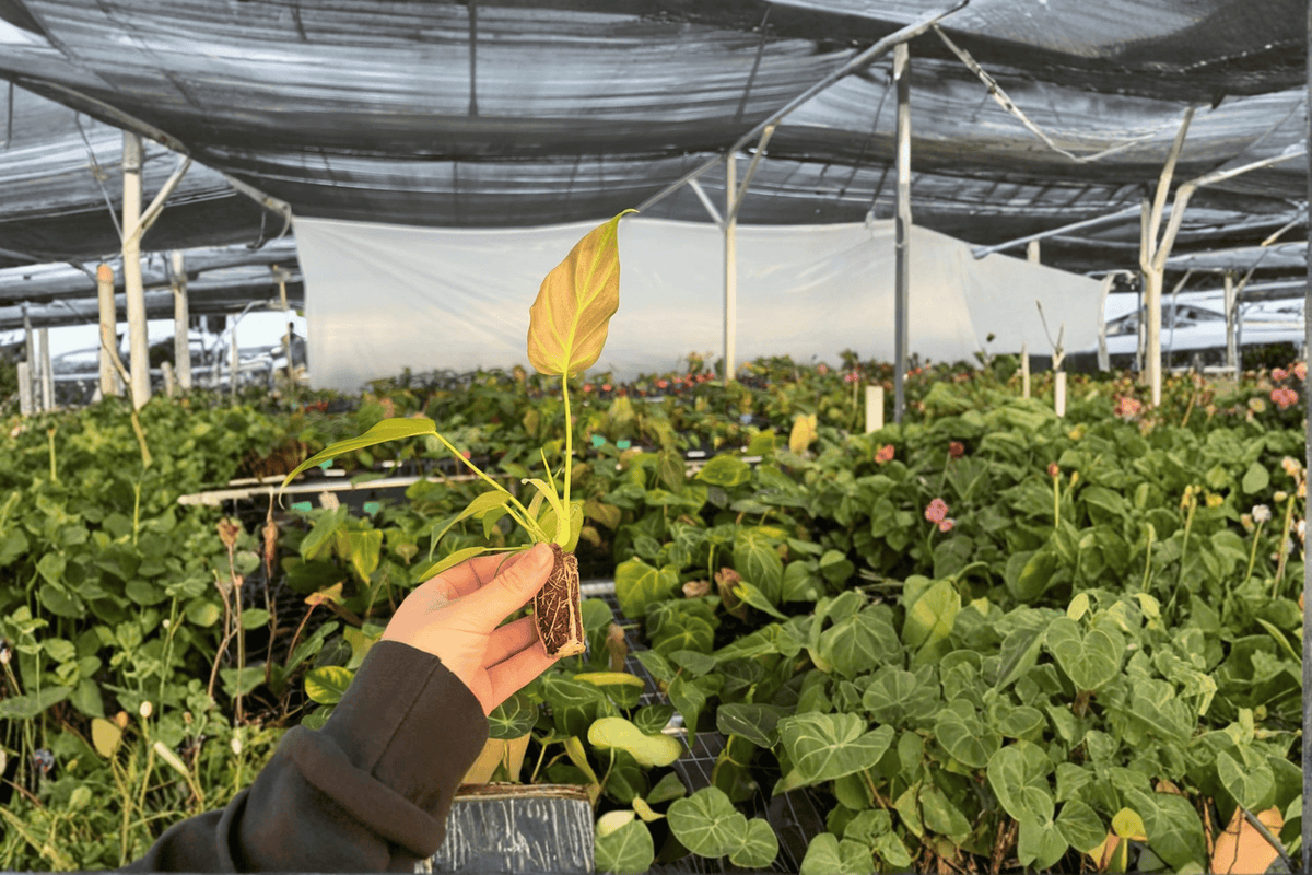 Philodendron Corsinianum Starter Plants (2) Bare Root – Hybrid of verrucosum × pinnatifidum