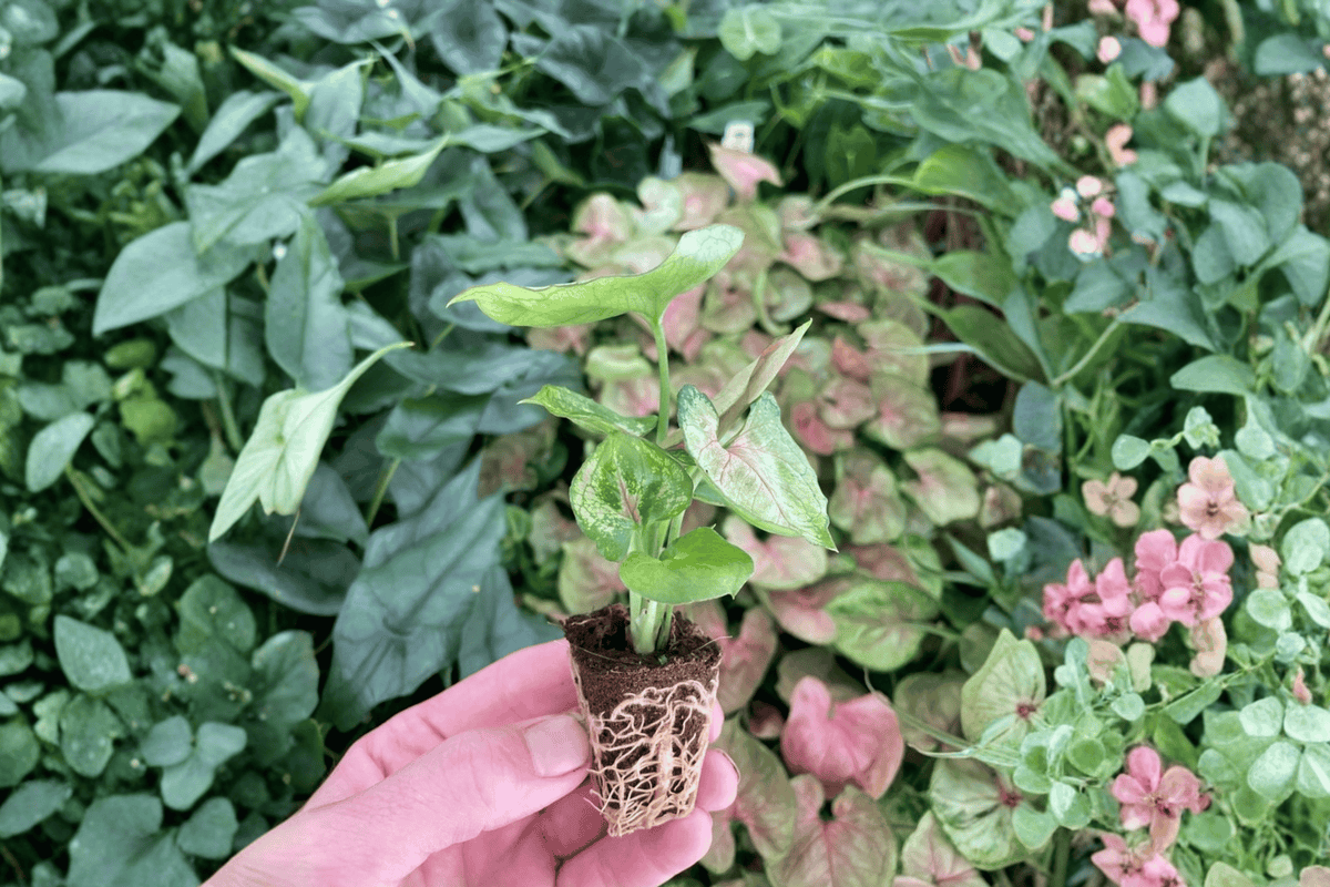 Syngonium Mango Allusion Live Starter Plants (2-Pack), Bare Root